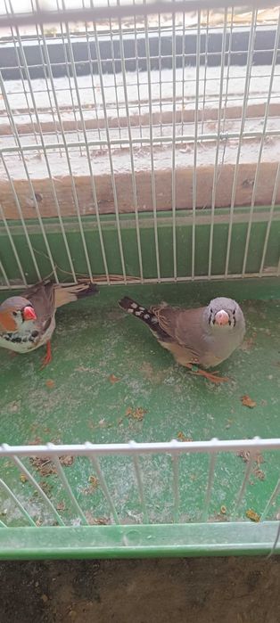 Zeberki parki lęgowe