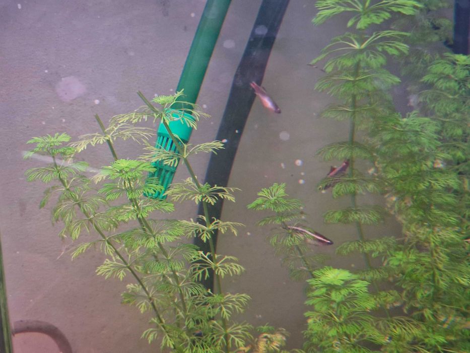 Neon chinês troca por guppys