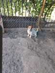 Pies Jack Russell terrier