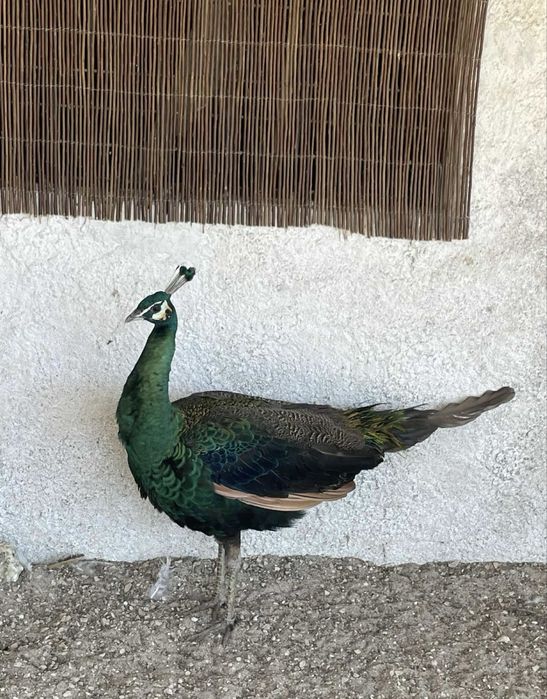 Casal - Pavões spalding (Pavo cristatus X Pavo muticus)