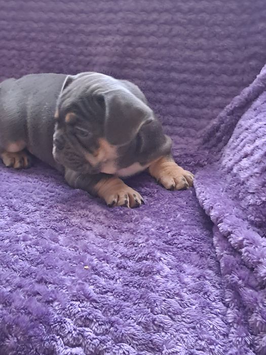 Szczeniak buldog francuski szuczka blue tan