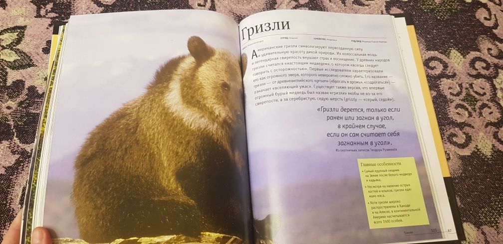Книга Животные планеты Энциклопедия Медведи Кристина Курвен