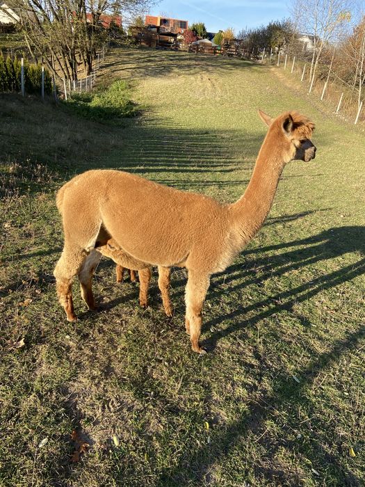 Alpaka, alpaki  samica sprzedam