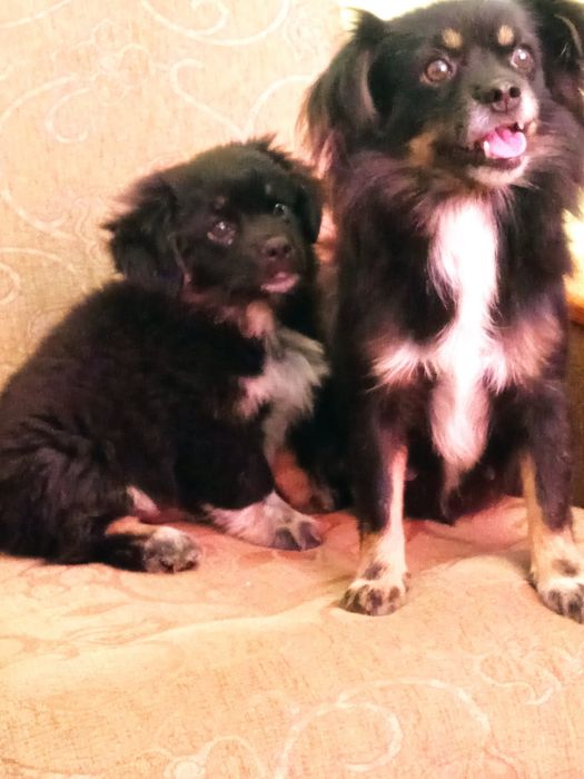 Szczeniak 3 miesiące piesek