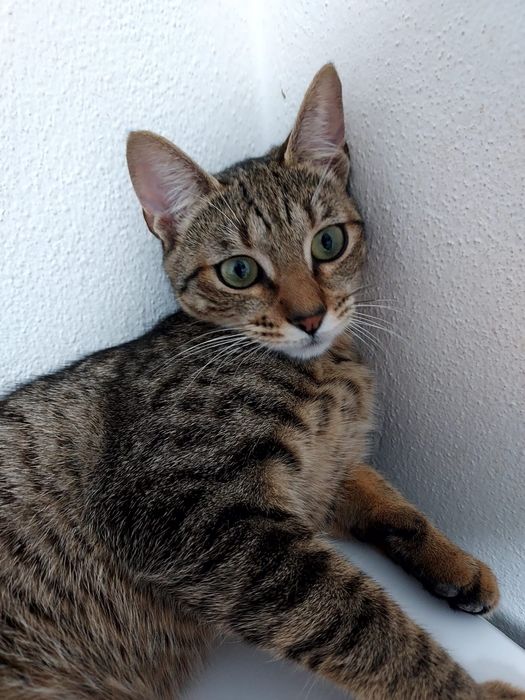Gatinha meiga para adoção