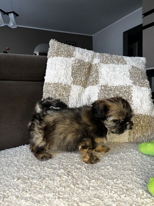 Piękny Piesek Shih Tzu Gotowy Do Odbioru