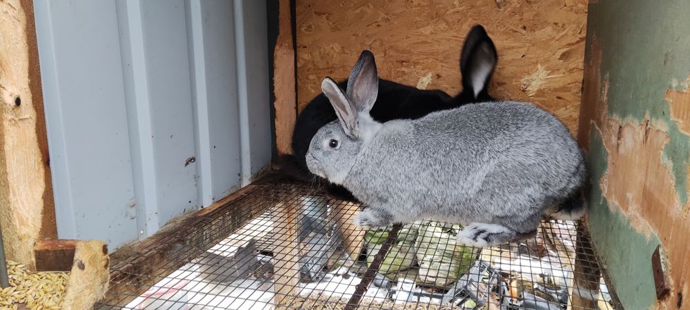 Продам кроликов фландр