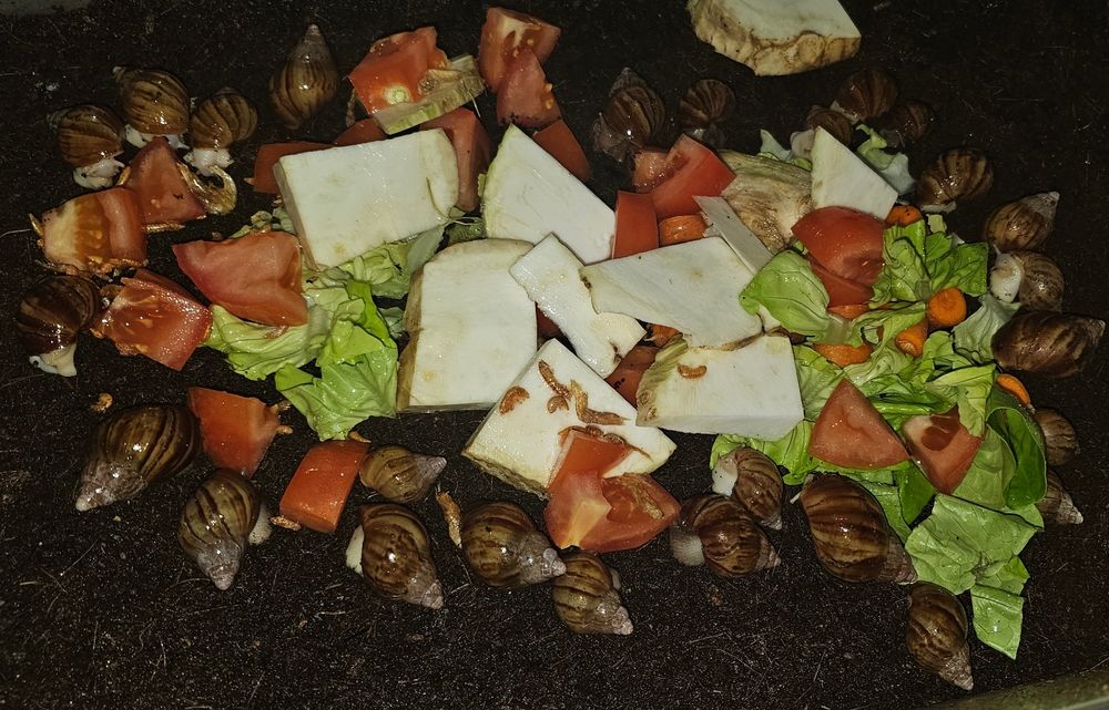 Ślimaki afrykańskie Lissachatina fulica