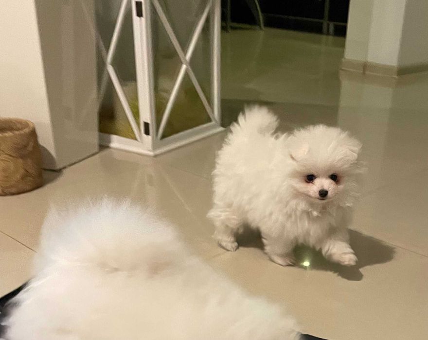 Szpic miniaturowy Pomeranian