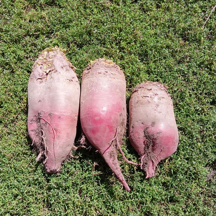 Buraki pastewne, paszowe