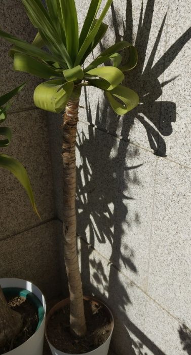 Yucas, planta de jardim tropical