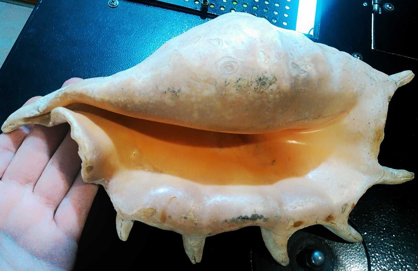 Раковина морська-океанічна декор, океаническая ракушка в аквариум