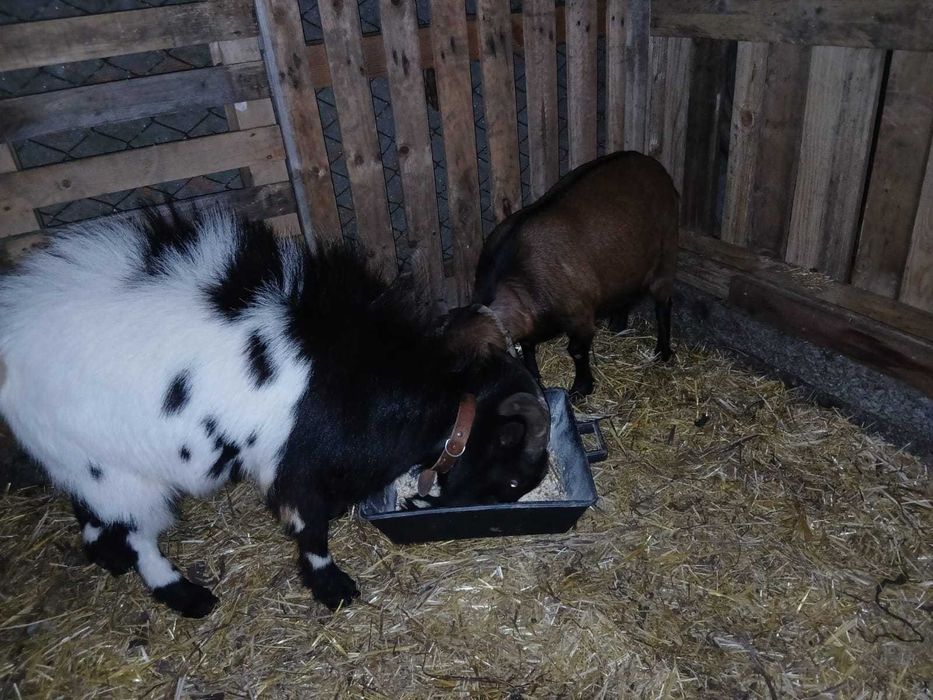 Casal Cabras anas