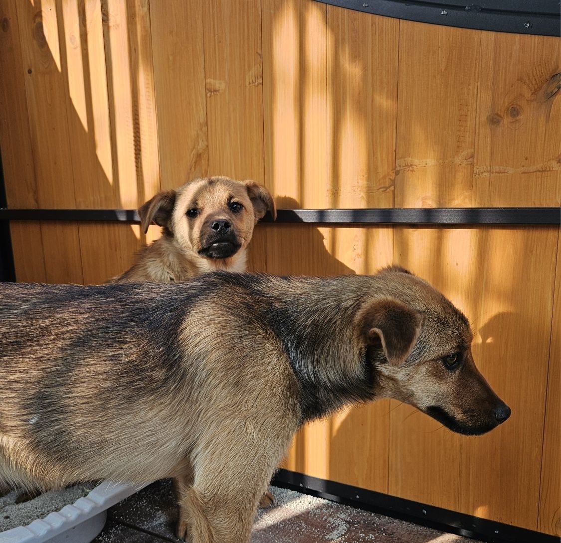 Kto pokocha? Uratowane pieski szukają domków. Pies, suczka, adoptuj