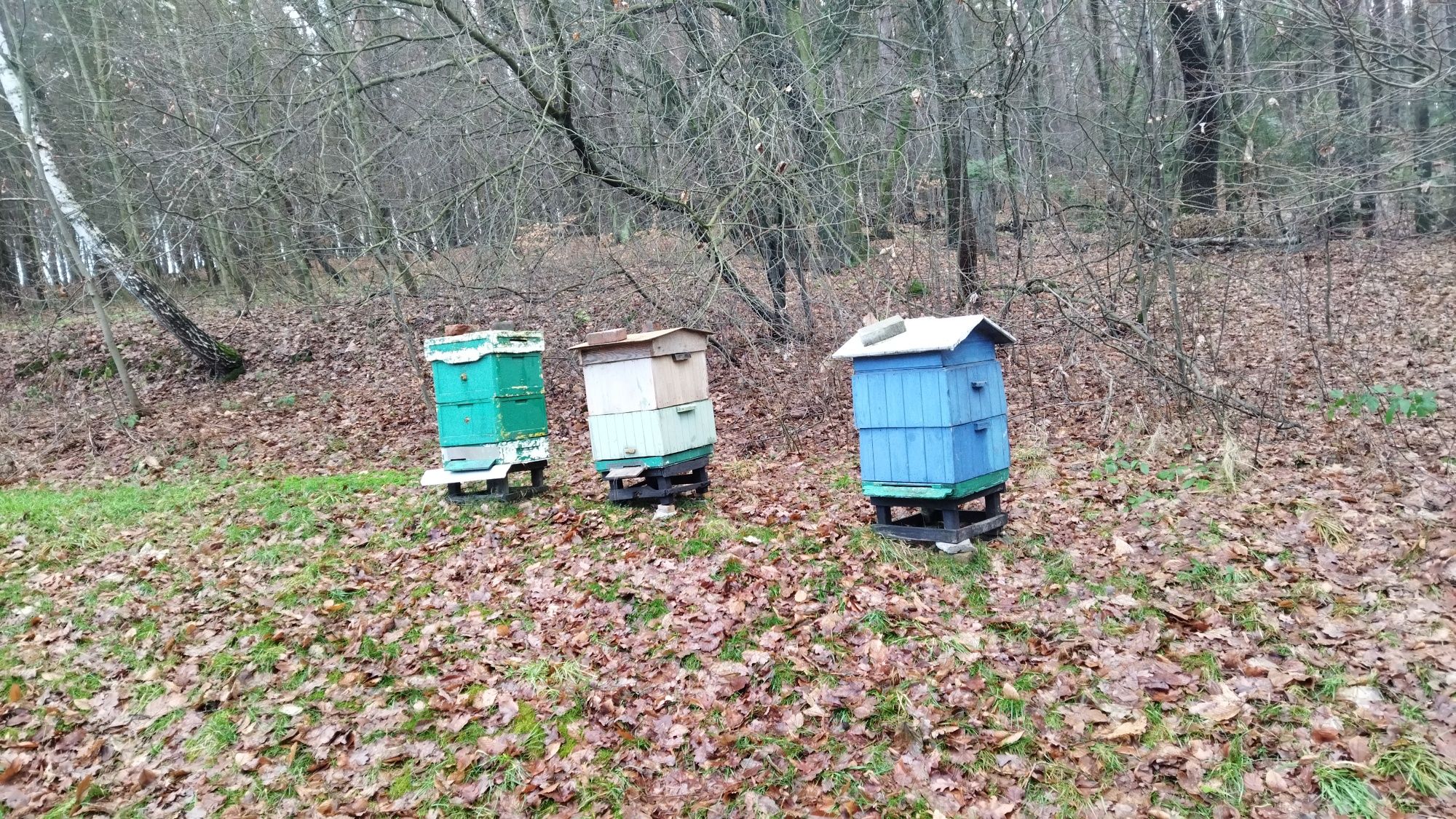 Sprzedam  odkłady wielkopolskie i warszawski zywkły z ulami