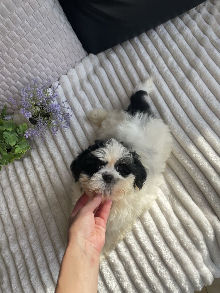 Shihtzu excelente qualidade