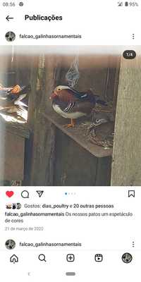 pato mandarim macho para dispensar