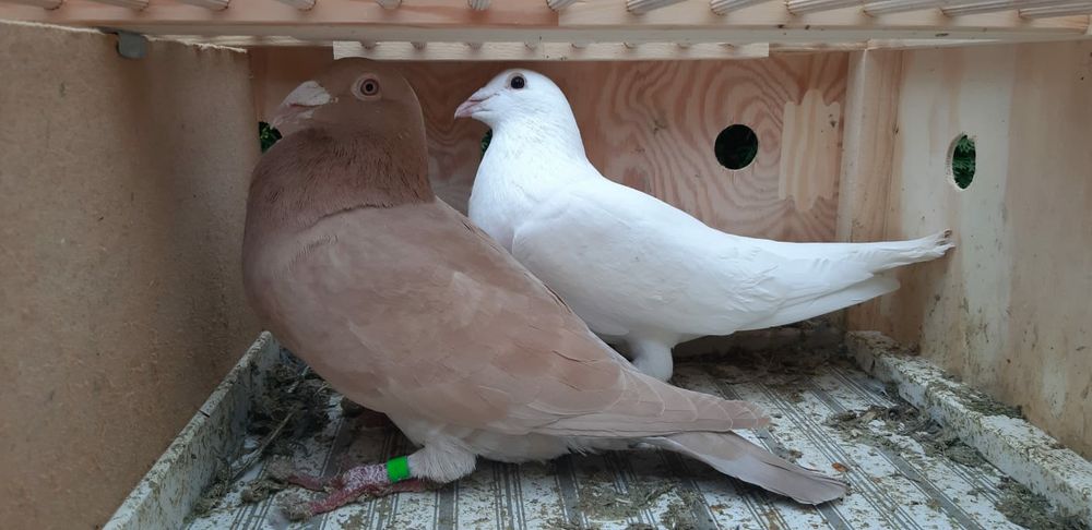 Sprzedam Gołębie pocztowe