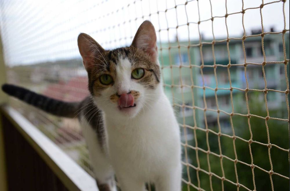 Siatka Na Balkon Dla kota Bez Wiercenia 2x3 4x2 4x3 5x2 5x3 6x2 6x3 8