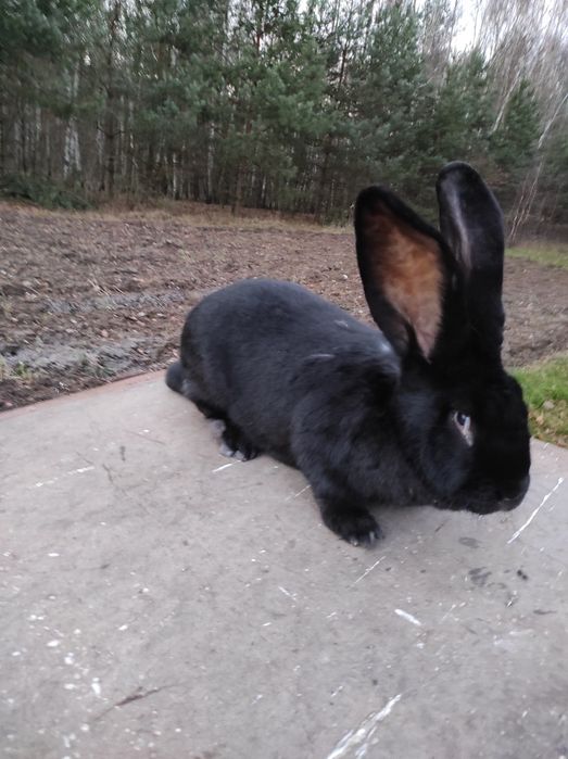 Sprzedam ładną czarna samiczkę