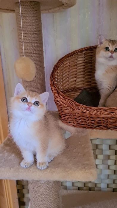 Класнючая Девочка золотая шиншилла