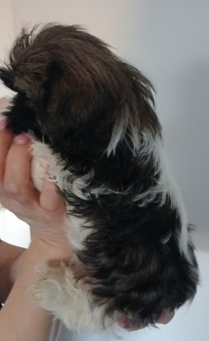 Shih tzu śliczna suczka