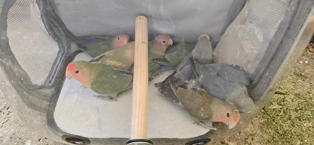 Agapornis de 2025
