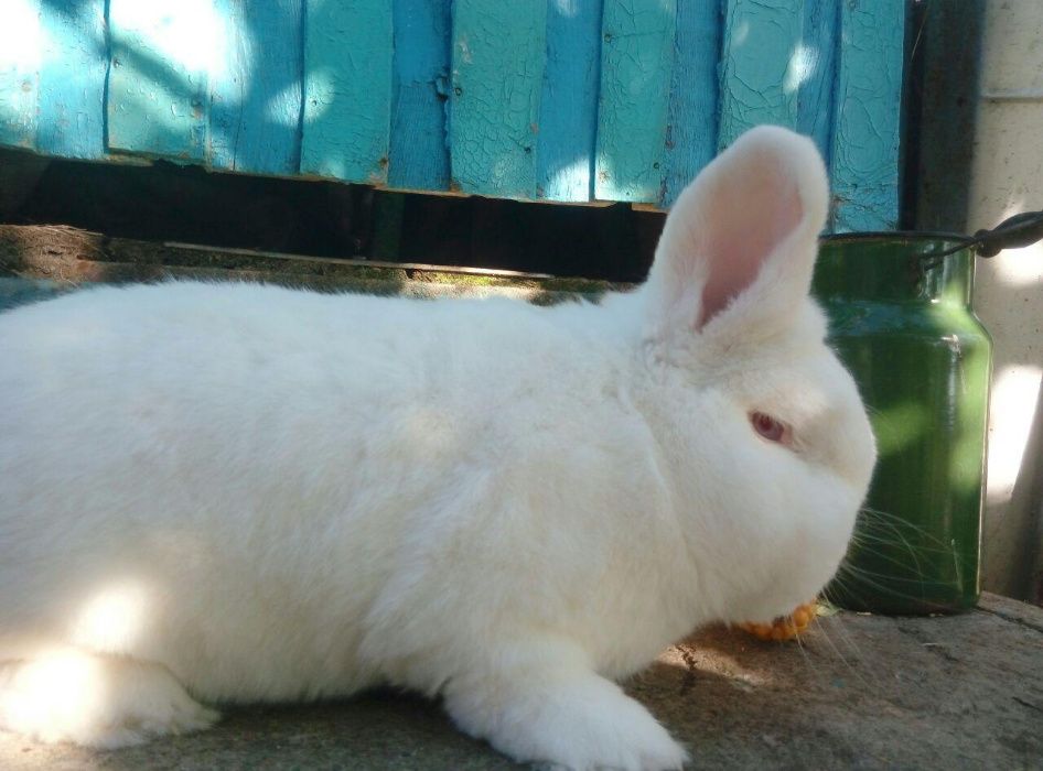 Продам молодняк НЗБ самці та самки Новозеландські білі з Європи