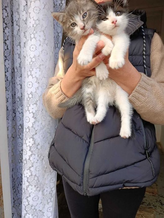 Котята отдам в хорошие руки