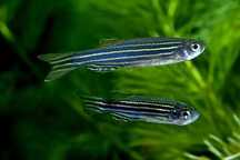 MISIEKZOO karpiowate - Danio  pręgowane już od 1,80zł
