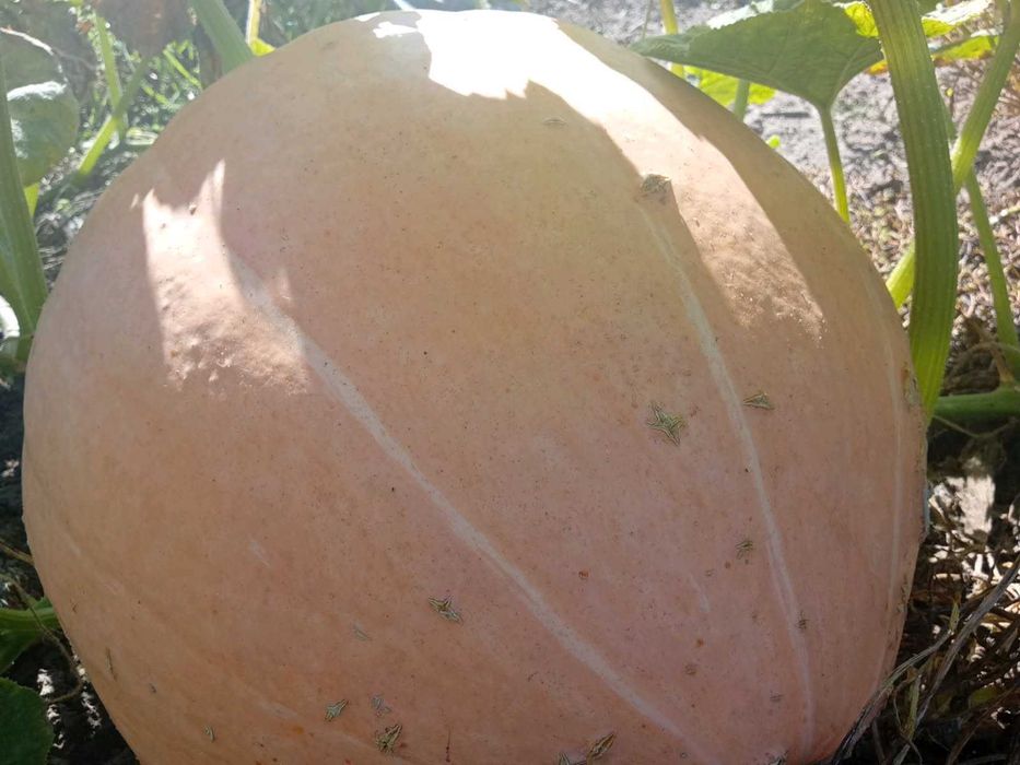 Sprzedam Świeżą Dynie Otylia Bambino Duża ilość Hurt Detal niska cena