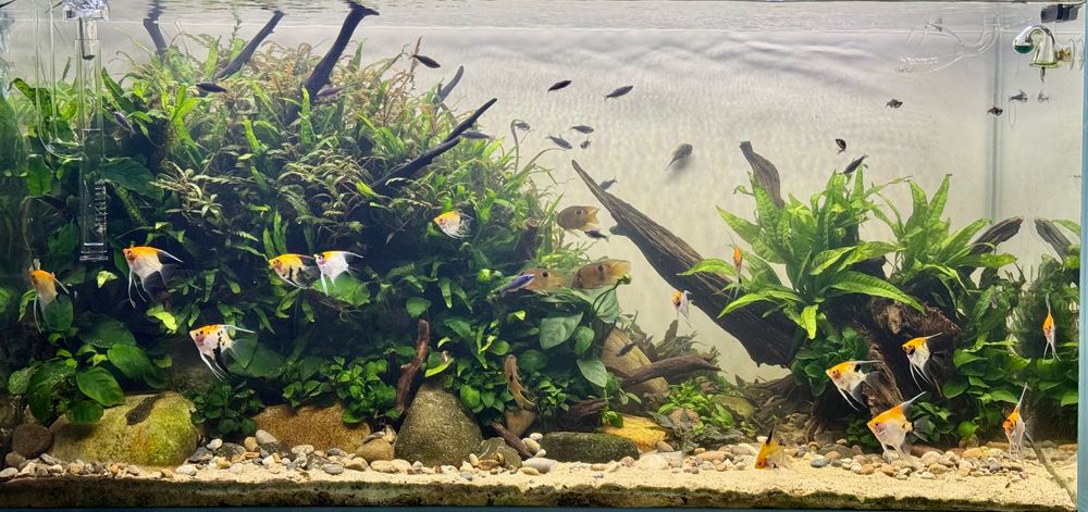 Akwarium – Serwis, Zakładanie, Czyszczenie, Pomoc, Modernizacja