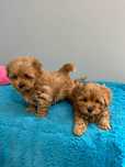 Maltipoo-maltanczyk /pudel toy -3.06 -suczka