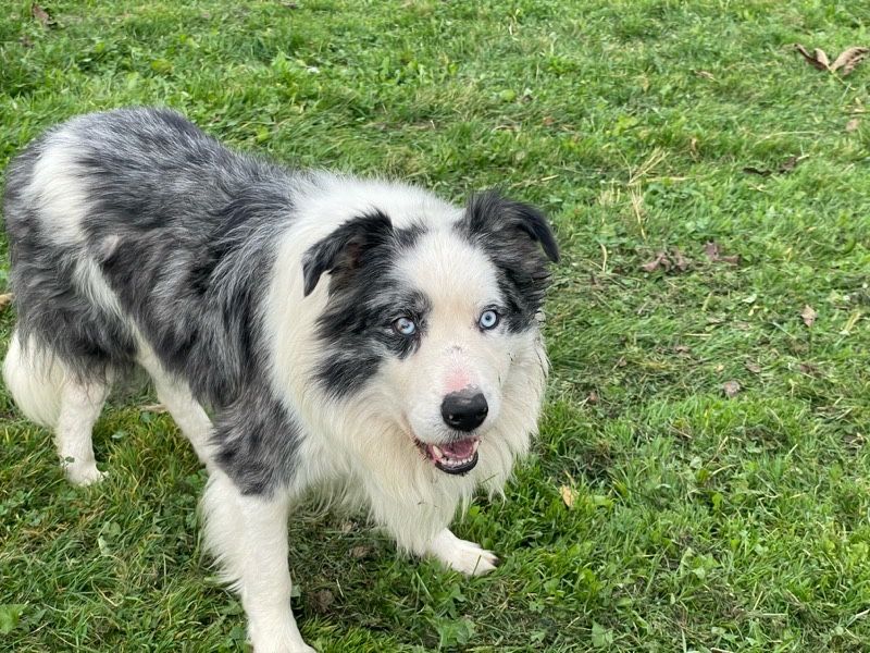 Reproduktor Border Collie (blue merle)