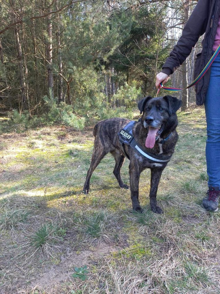 Harry - duży psiak o jeszcze większym serduchu!