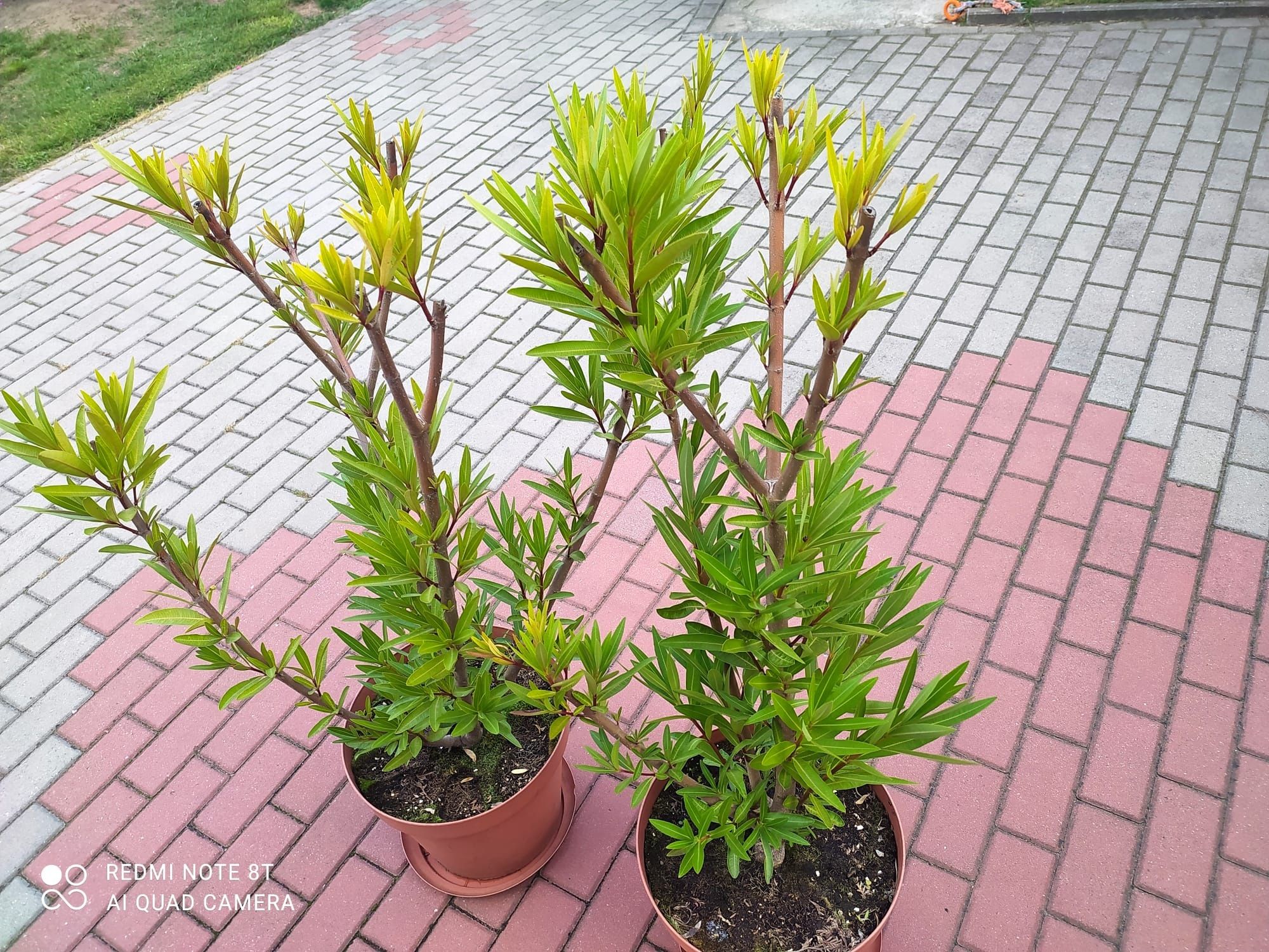 Oleander różowy 120cm