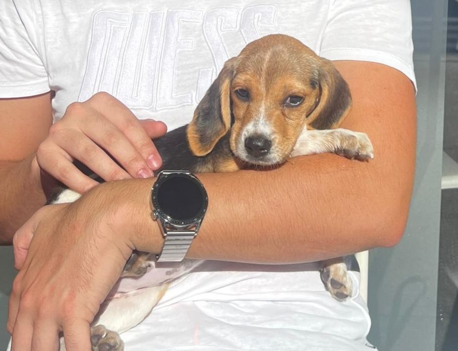 Beagle Femea espetacular