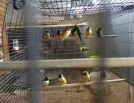 Diamantes goulds verdes e amarelos