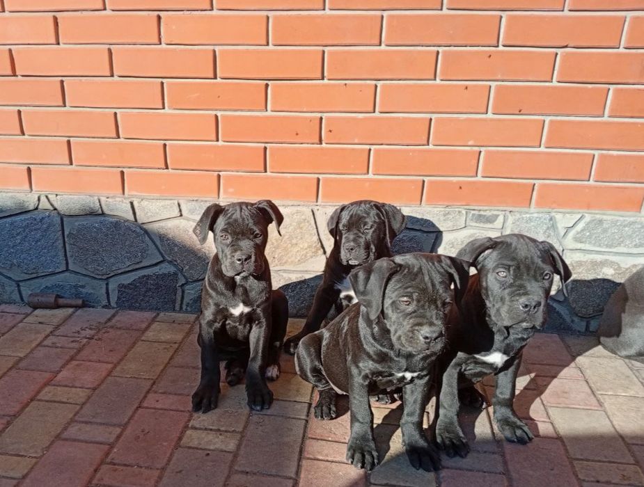 Продам цуценят Кане Корсо
