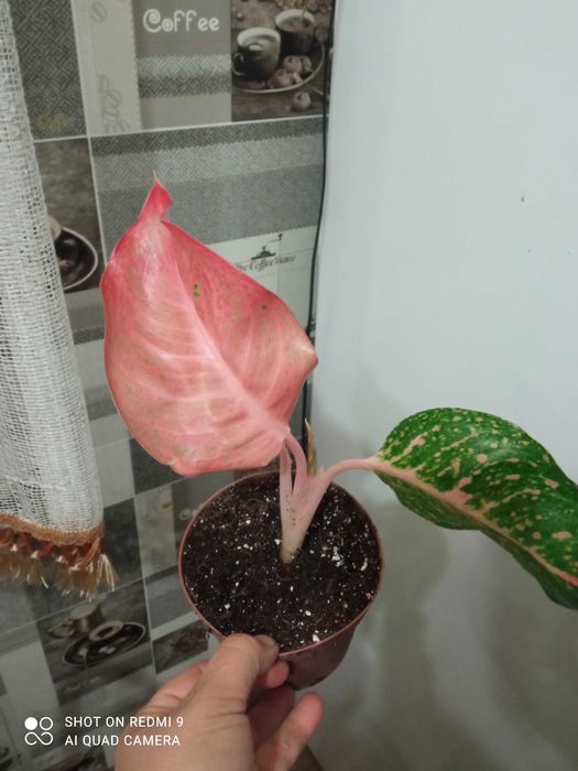 Аглаонеми новинки