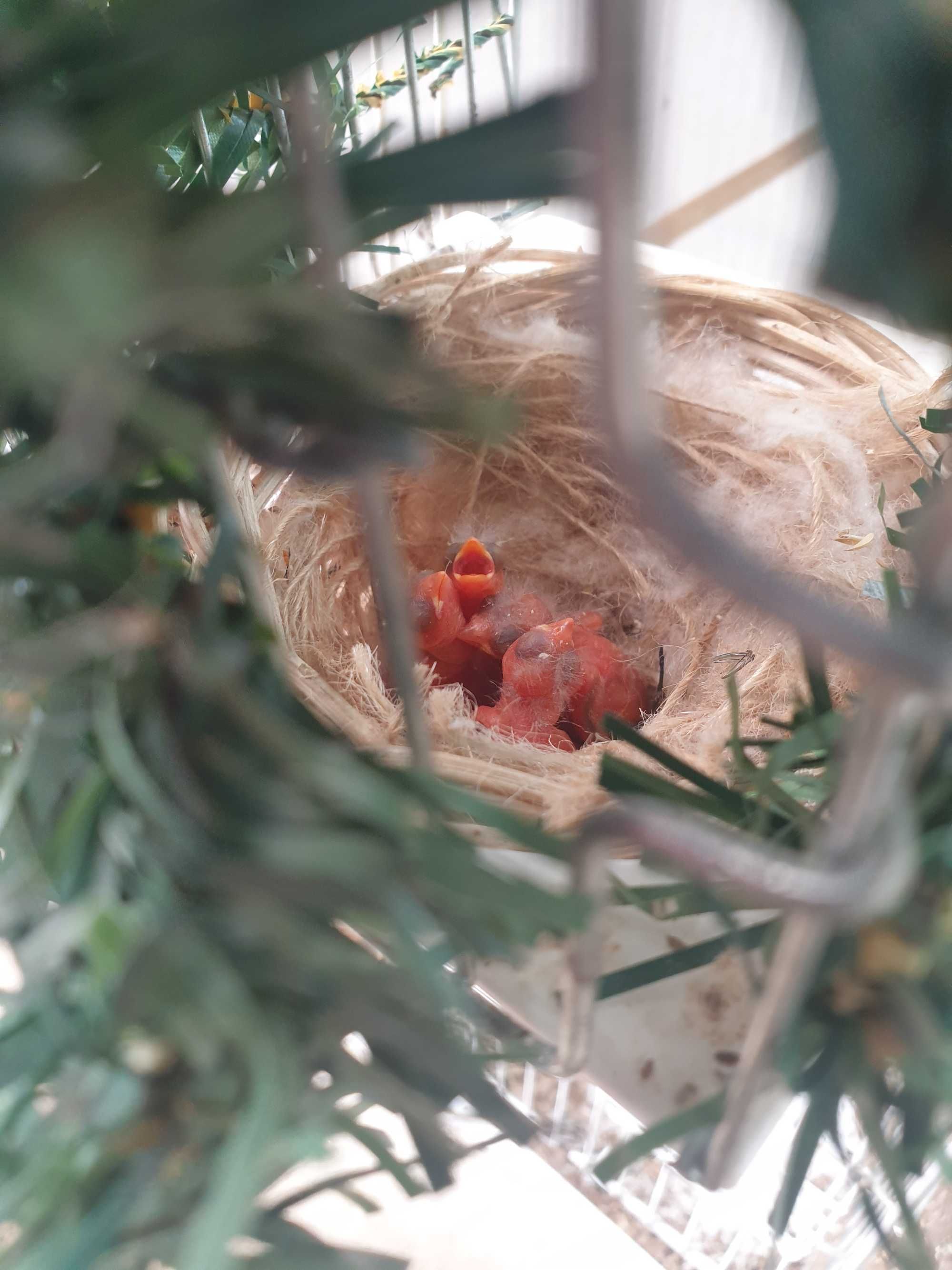 Cardinalitos da Venezuela