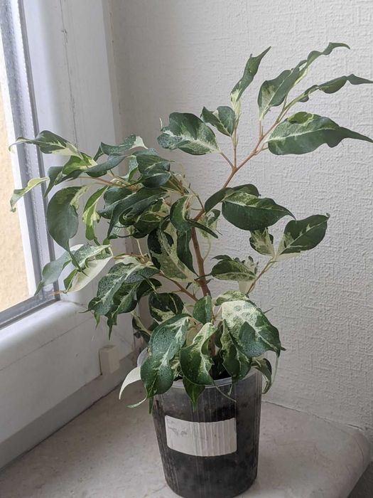 Фікус Керлі, Кьорлi, Курлі, Чарлі, Curly