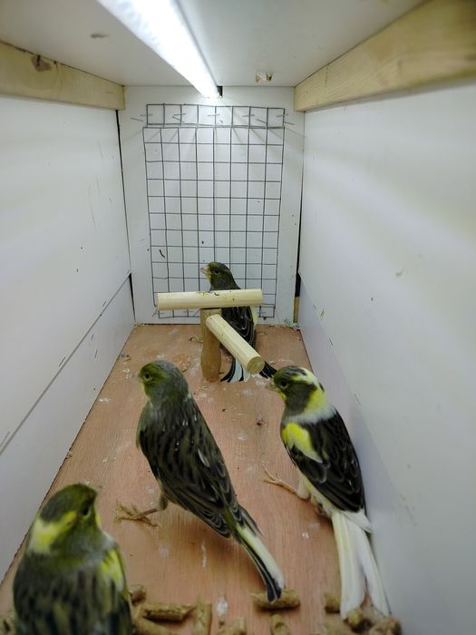 Samiczki kanarków 2025r.