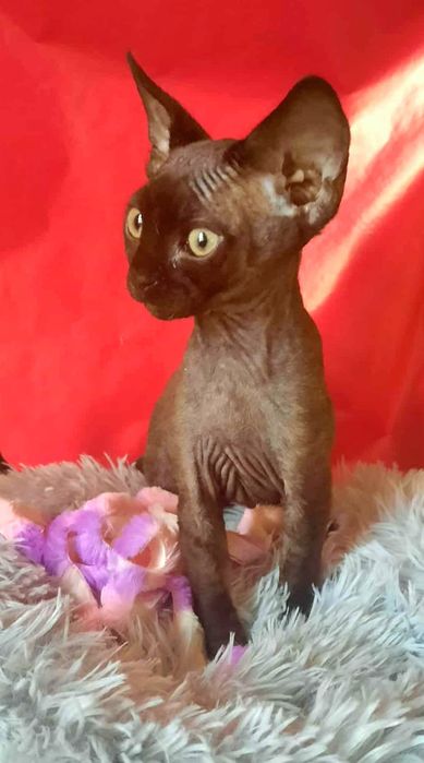 Kocurek Devon Rex