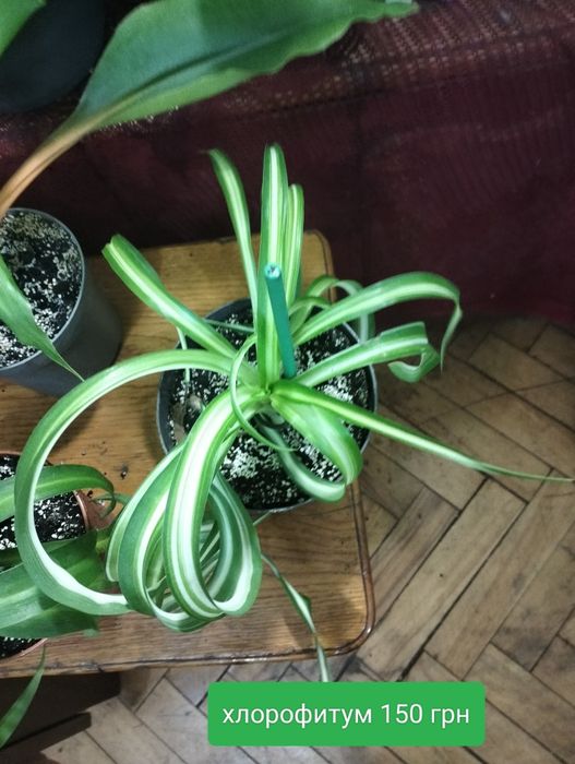 Платицериум. Хлорофитум. Папоротник