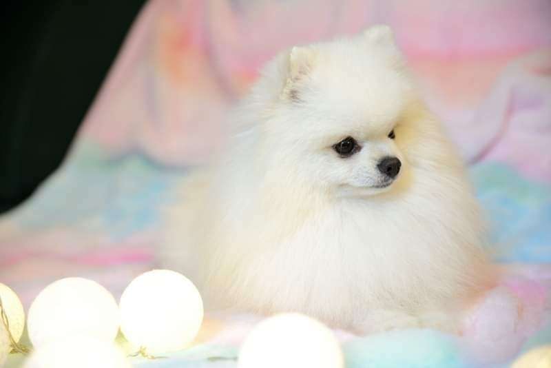 Pomeranian mini sunia biała