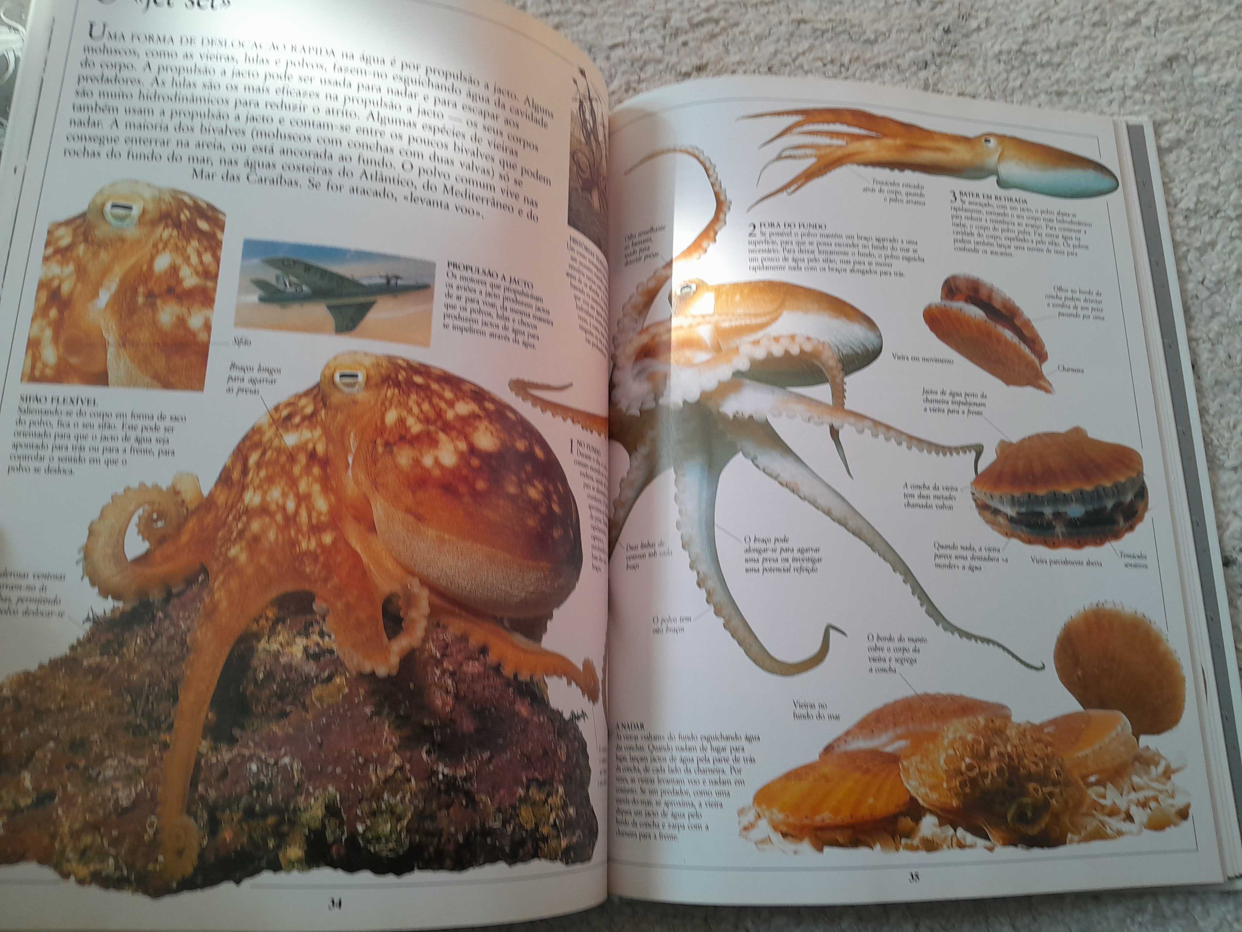 Enciclopédia visual Oceanos