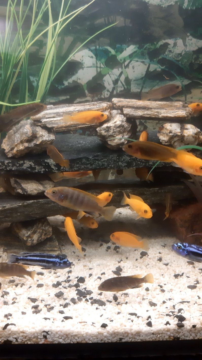 Pyszczaki Malawi Labidochromis Hongi Sweden