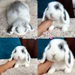 Mini lop / gotowe do odbioru (miniaturki) hodowla zarejestrowana