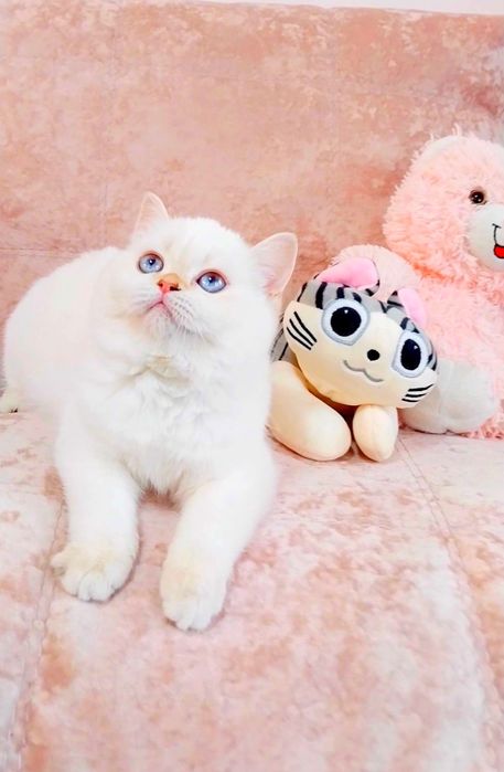 Неймовірна красуня дівчинка шиншилка